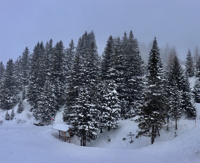 白雪皑皑的青松